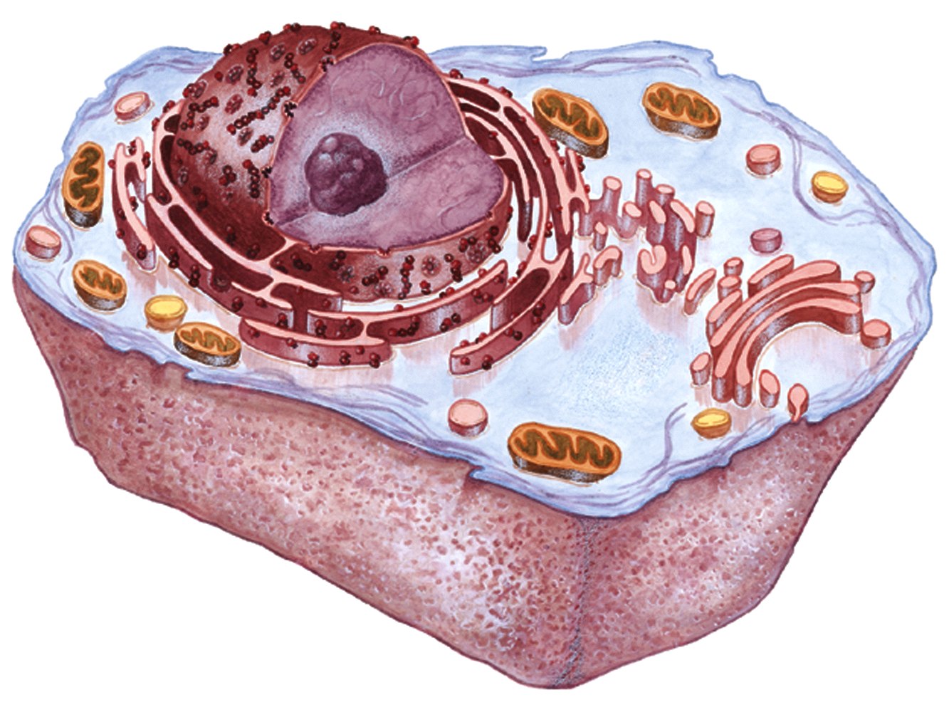 Клетка человека изображение